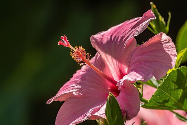 Caribbean-Trinidad-Asa Wright Nature Center Hibiscus blossom close-up